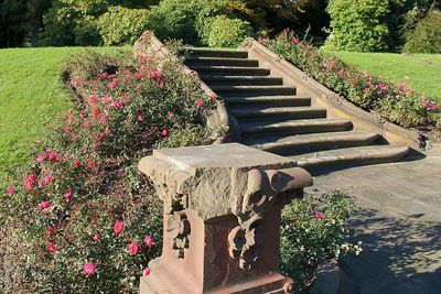 Flowering plants in park