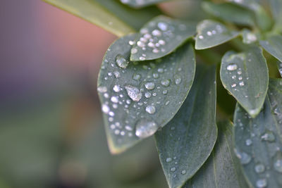 Close-up of wet plant leaves during rainy season