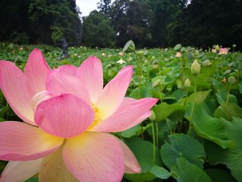 Close-up of pink flower