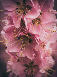 Close-up of pink flower tree