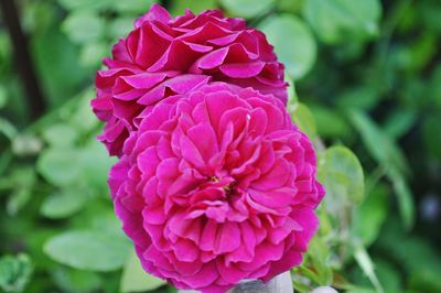 Close-up of pink rose flower