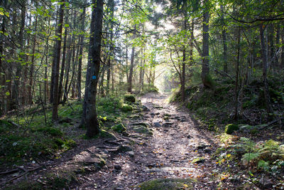 Narrow pathway along trees in the forest