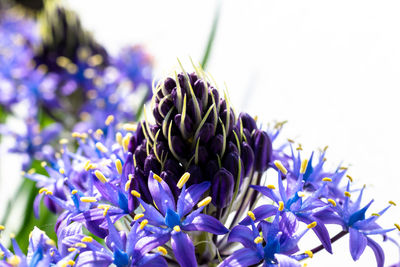 Close-up of bumblebee on purple flowering plant