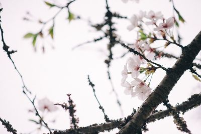 Low angle view of white flowers