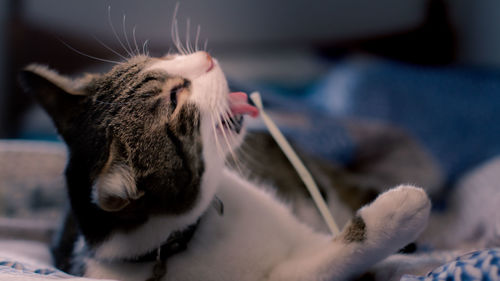 Close-up of cat relaxing at home