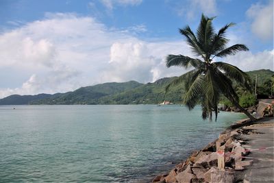 Scenic view of sea and palm trees against sky