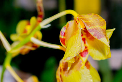 Close-up of yellow day lily blooming outdoors