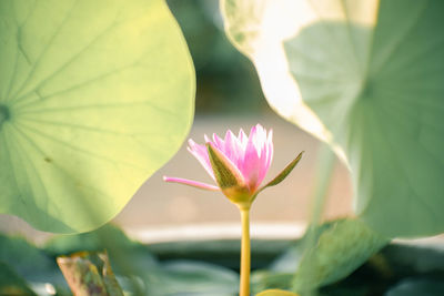 Close-up of pink water lily in pond