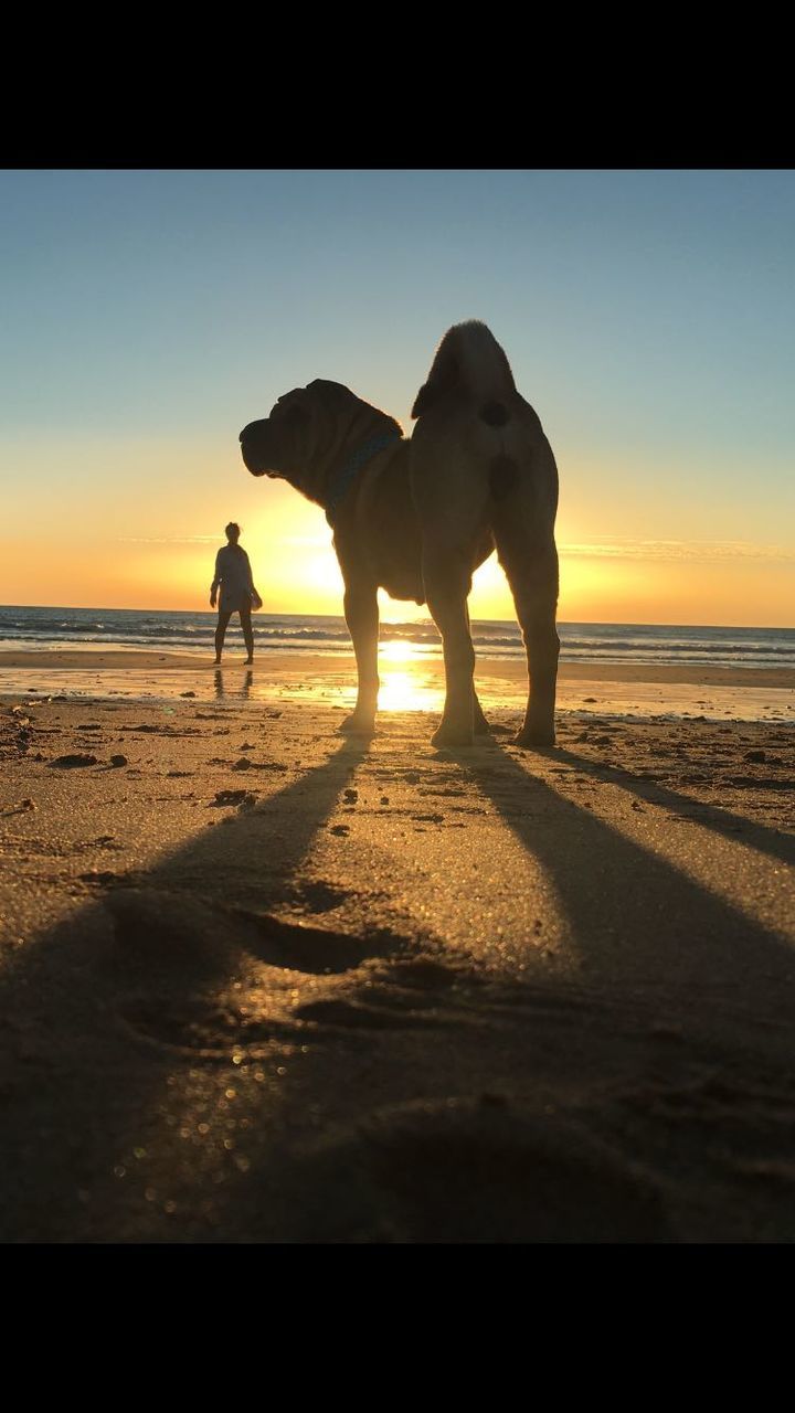 SILHOUETTE DOG ON BEACH