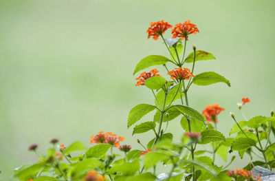 Close-up of flowers blooming outdoors