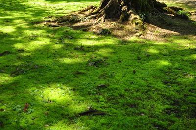 Close-up of grass in forest