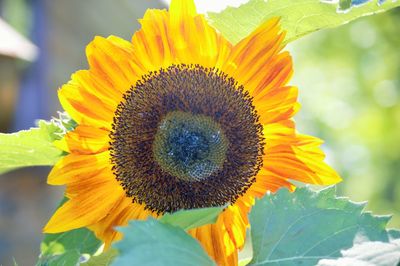 Close-up of sunflower