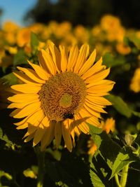 Close-up of sunflower on field