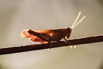 Close-up of insect on twig