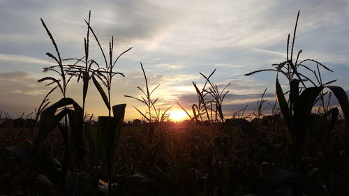 Scenic view of landscape at sunset