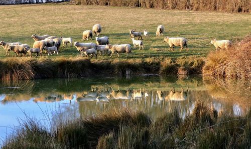 Flock of sheep grazing on grass by lake