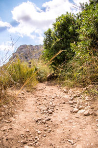 Dirt road amidst plants and trees against sky