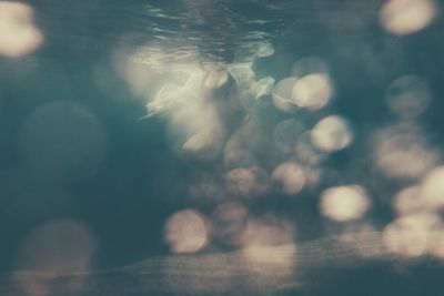 Close-up of swimming underwater