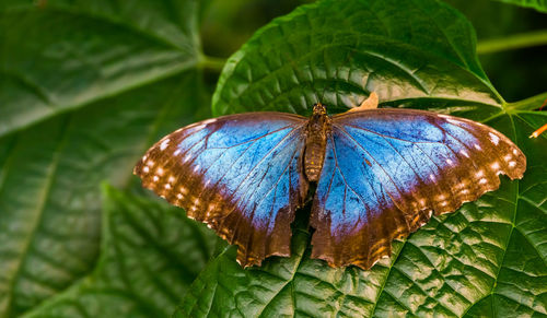 Close-up of butterfly on leaves