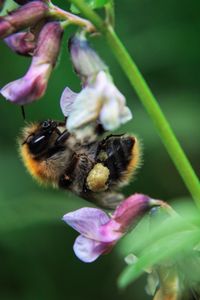 Close-up of honey bee on flower