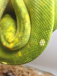 Close-up of green lizard