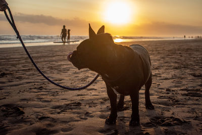 Horses on beach during sunset