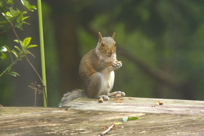 Squirrel sitting on wood