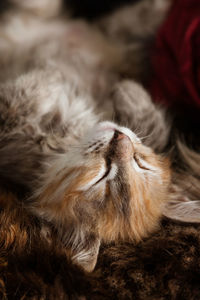 A cute tricolor kitten sleeping on a fur blanket