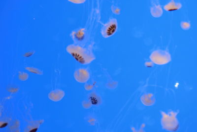 Close-up of jellyfish in water