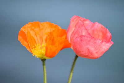 Close-up of pink flower against blue background