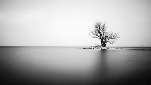 Bare tree on landscape against clear sky
