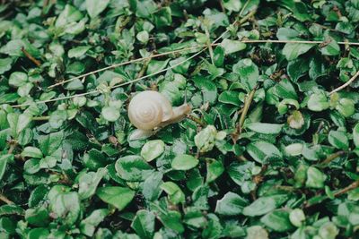 Close-up of snail on plant