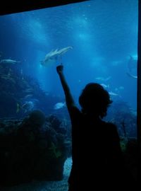 Silhouette of fish in aquarium