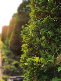 Close-up of fresh green plant