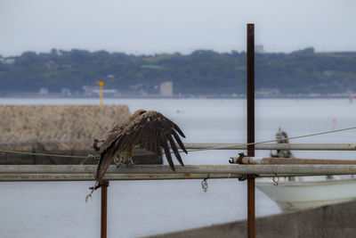 Bird perching on railing against sky