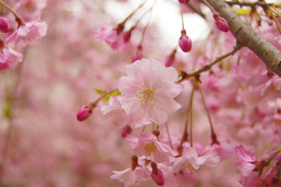 Close-up of pink cherry blossom