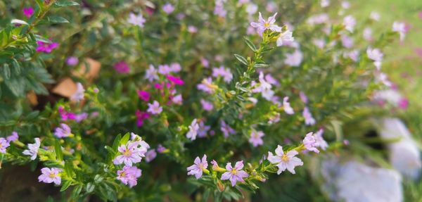 Close-up of pink flowering plant