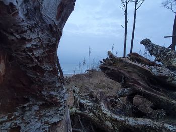 Driftwood on tree trunk against sky