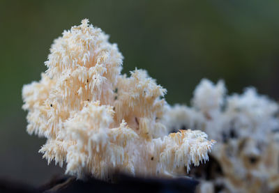 Close-up of mushroom...