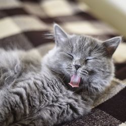 Close-up of cat sticking out tongue while lying on bed