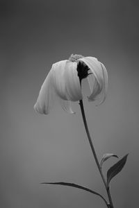 Close-up of white flowering plant against gray background