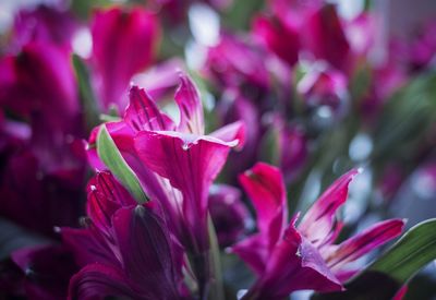 Close-up of pink flowers