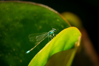 Close-up of insect on leaf