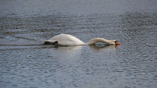 Swan swimming in lake grazing on water