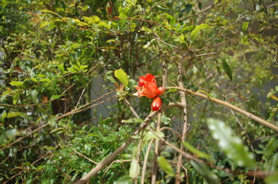 Close-up of red flowers