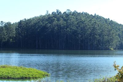 Scenic view of lake against trees in forest