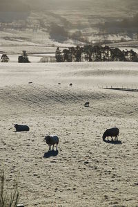 Horses on landscape against sky