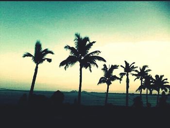 Silhouette palm trees at sunset