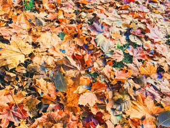 Full frame shot of autumn leaves on field