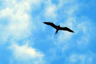 Low angle view of bird flying over blue sky